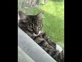 #relaxing #funnycats #cat #kitty