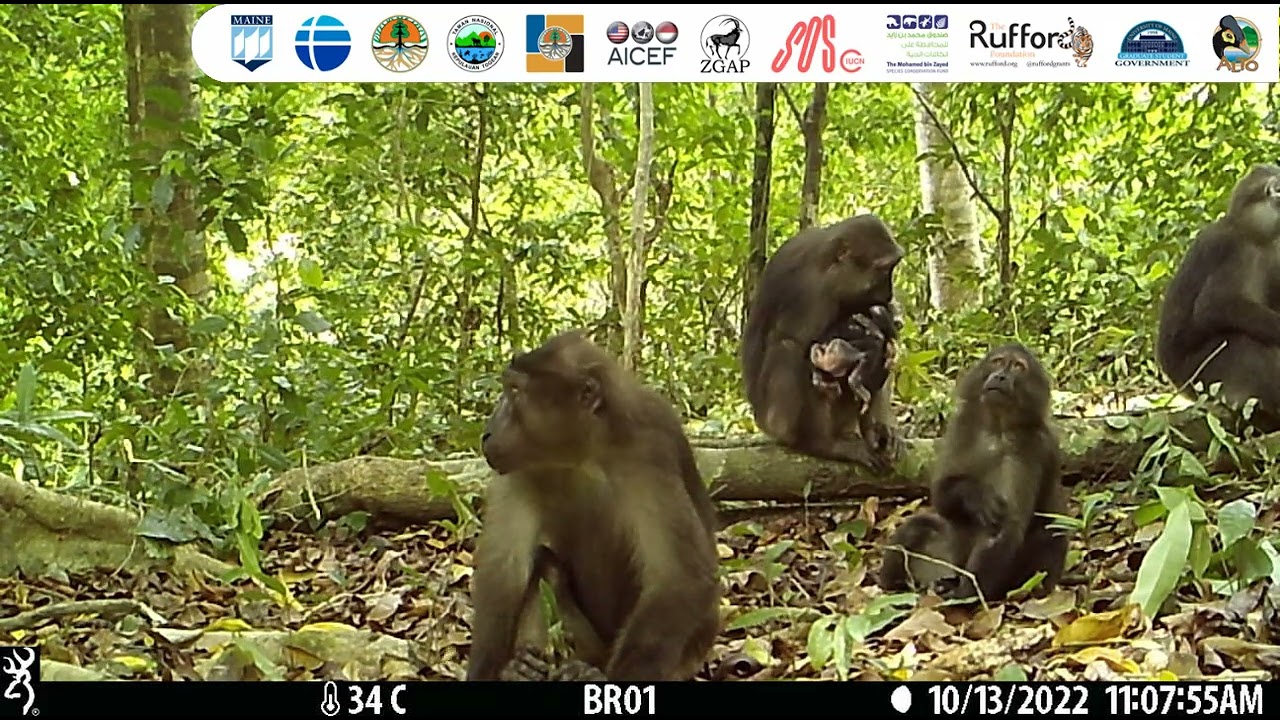 The Tonkean Macaques of Malenge Islands