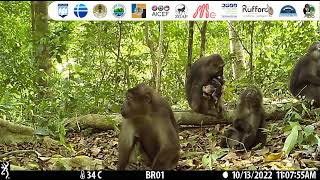 The Tonkean Macaques of Malenge Islands