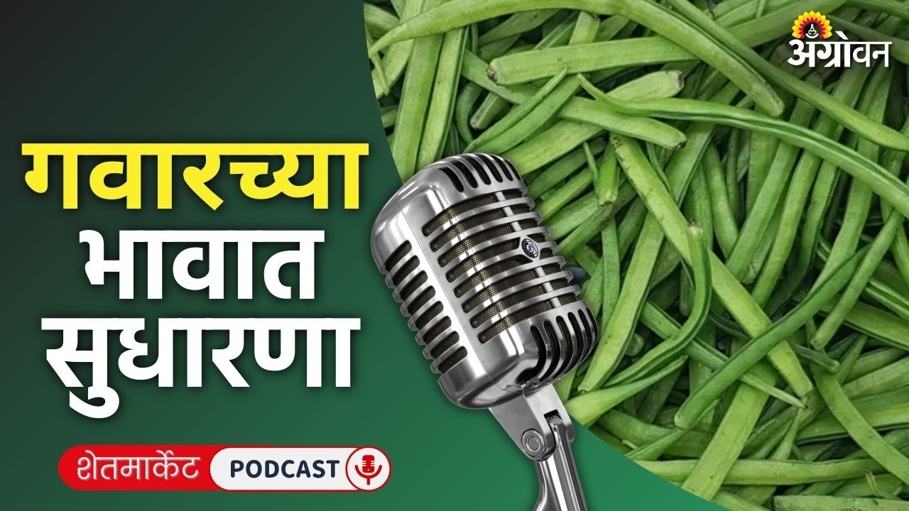 Cotton, Soybean Rate: सोयाबीन बाजार, कापूस दर, तूर भाव, अंजिर रेट | Agrowon