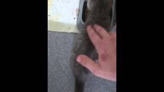 Kitten Makes Strange Noise