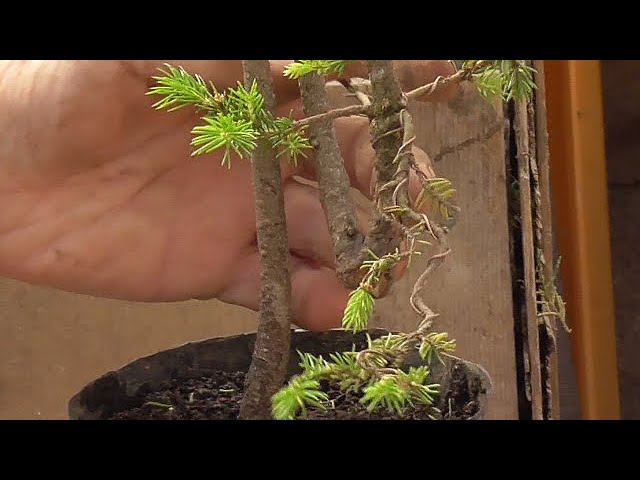 11本のエゾマツを平石に寄せ植えしました 池も付けました How To Create A Yezo Spruce Bonsai 石付き盆栽 Youtube