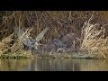 Goshawk vs. Buzzard - Predatory birds taking over the prey