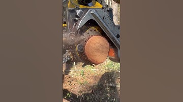 I’m a LUMBERJACKER BABY!!!#ponsse #usa #logging #shorts #viral #forestry #trending