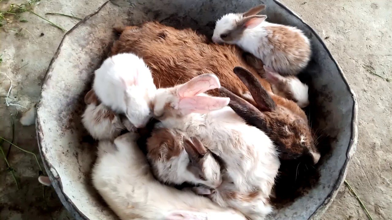 How To Keep A Rabbits Cool 