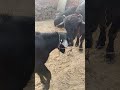 #murrah #farmanimals