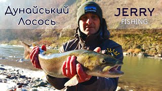 ДУНАЙСЬКИЙ ЛОСОСЬ / ГІРСЬКИЙ КОРОЛЬ / JERRY SQUID