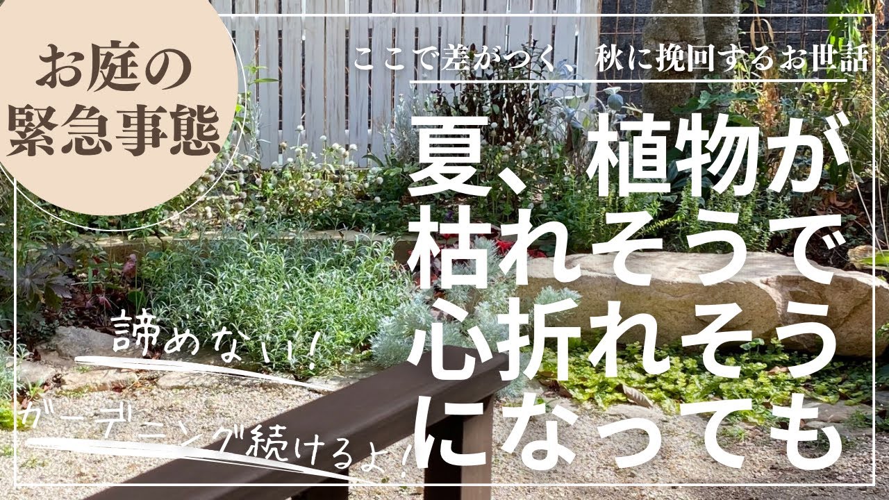 お庭が緊急事態‼️諦めないひと手間で秋までに挽回‼️秋の美しい庭を作る為の復活ガーデニング👍