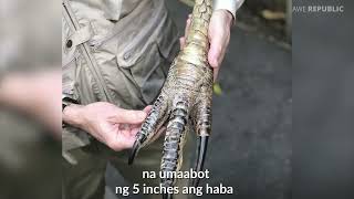 Ito Raw Ang Pinaka Mapanganib Na Ibon Sa Mundo?