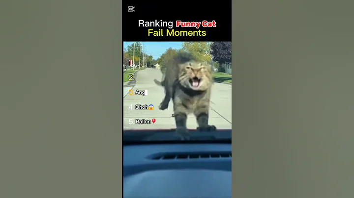 Video 11839961: best cat fails, cats funny fail