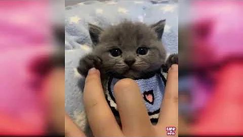 Video 11406701: cats compilation funny baby, baby cute compilation cat, cat toy reaction, laugh cat, cat playing toys