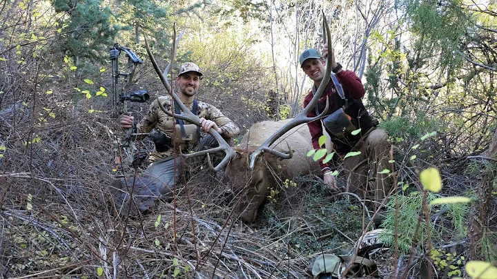 Limited Entry Archery Elk, Utah