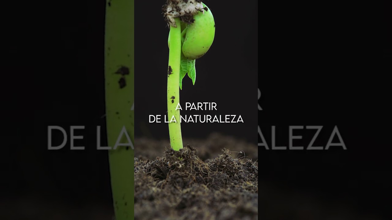 Forestación: una oportunidad real de inversión. Rentable y sustentable.