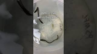 Can you identify these creatures? @WallaWallaUSACE