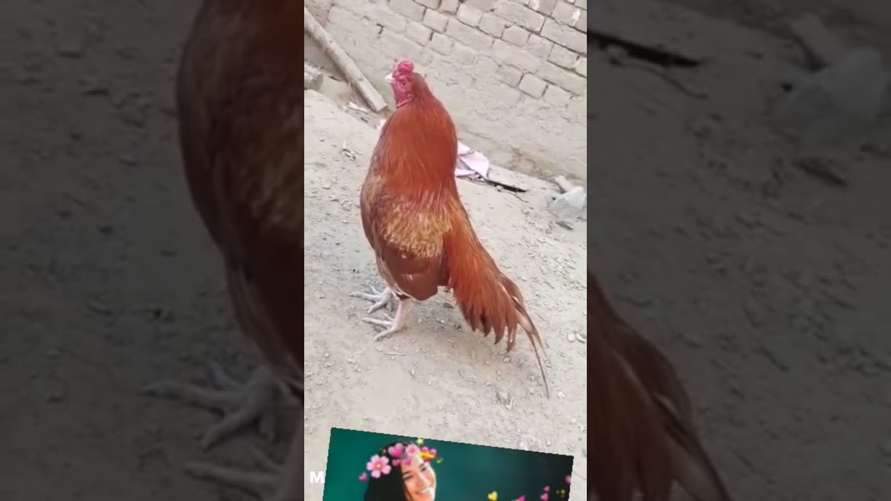 Ma Sha Allah ❣😘 || Kubsurst Murgha || 