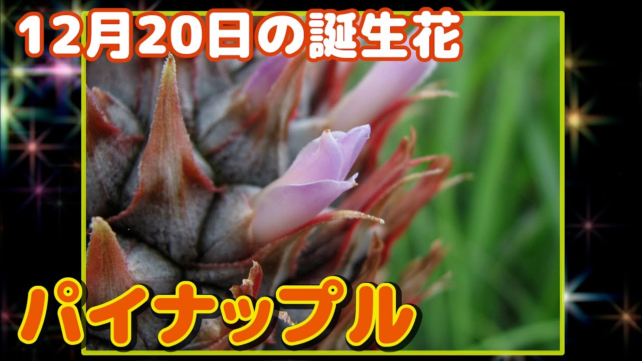 12月日の誕生花 パイナップル どんな花 あなたに送る花言葉は Youtube