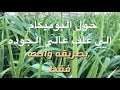 كيف تحول البونيكام الى علف عالي الجوده |#بونيكام_مومباسا