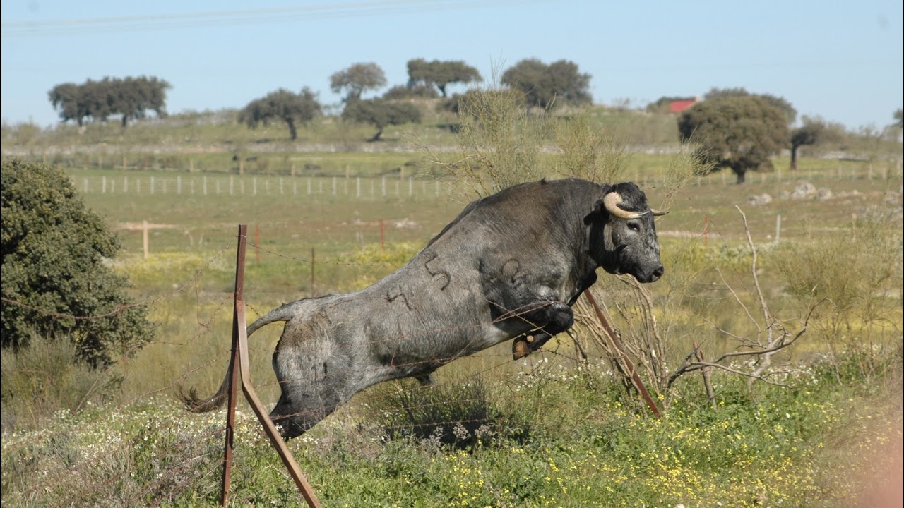 De Marcos  en concierto Ceclavin Cáceres.
