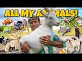 ALL My ANIMALS on My Property in ONE Video!! (update)