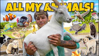 ALL My ANIMALS on My Property in ONE Video!! (update)