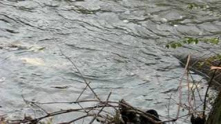Linear ram pump working under water