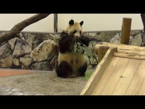 20151229　良浜、イライラ