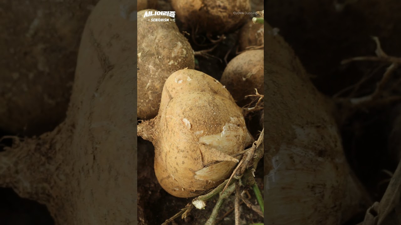 당뇨, 고혈압 예방에 최고라는 '히카마'의 정체?! 