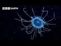 Live: Dive into Underwater Worlds π | BBC Earth