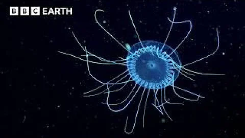 🔴 LIVE: Exploring Underwater Worlds | BBC Earth