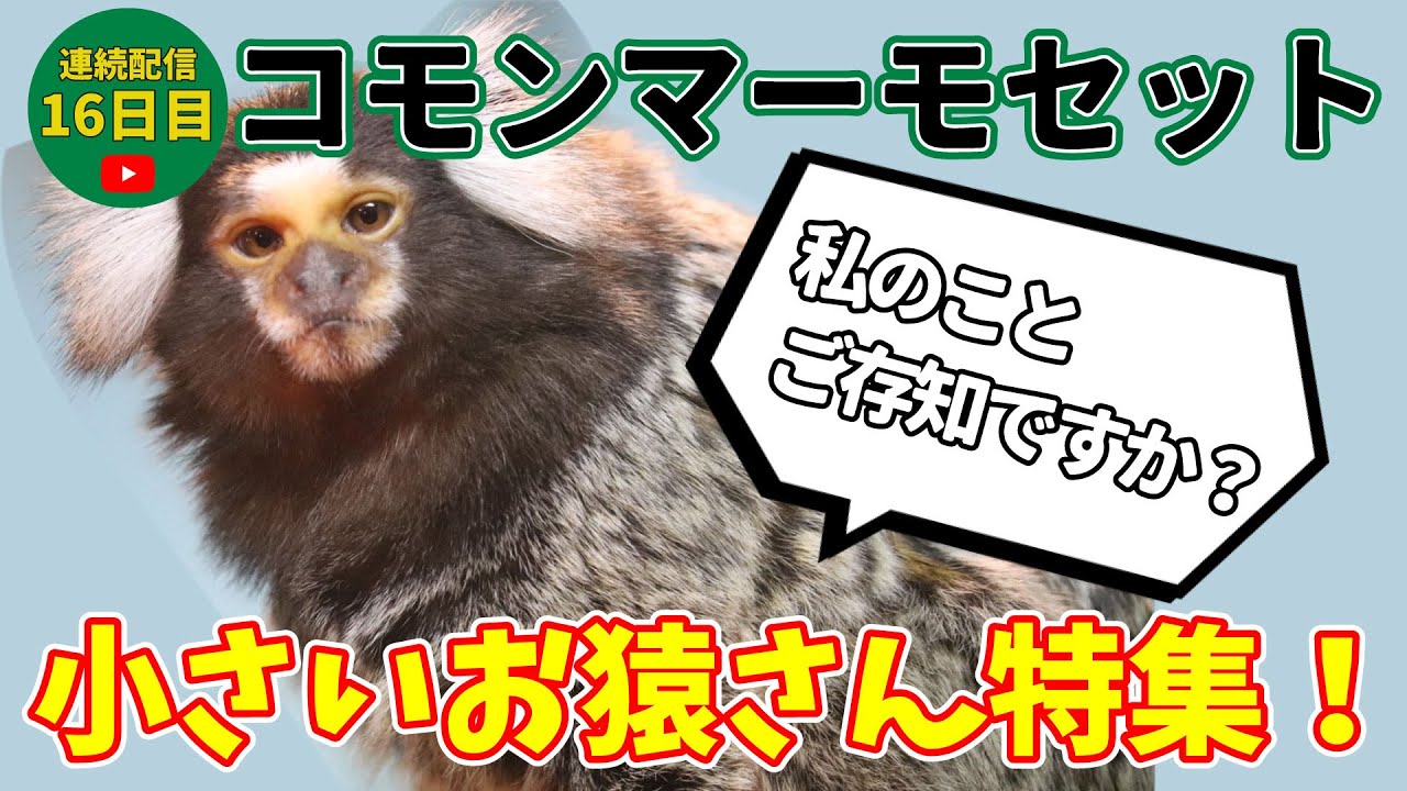 小猿ショウガラゴ、コモンマーモセットハーネス小動物おやつ 2109746729.jpg?1701742768
