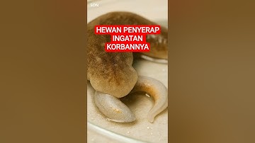Cacing yang Bisa Menyerap Ingatan Korbannya #nature #unique #cacing #reels #shorts #feedshorts