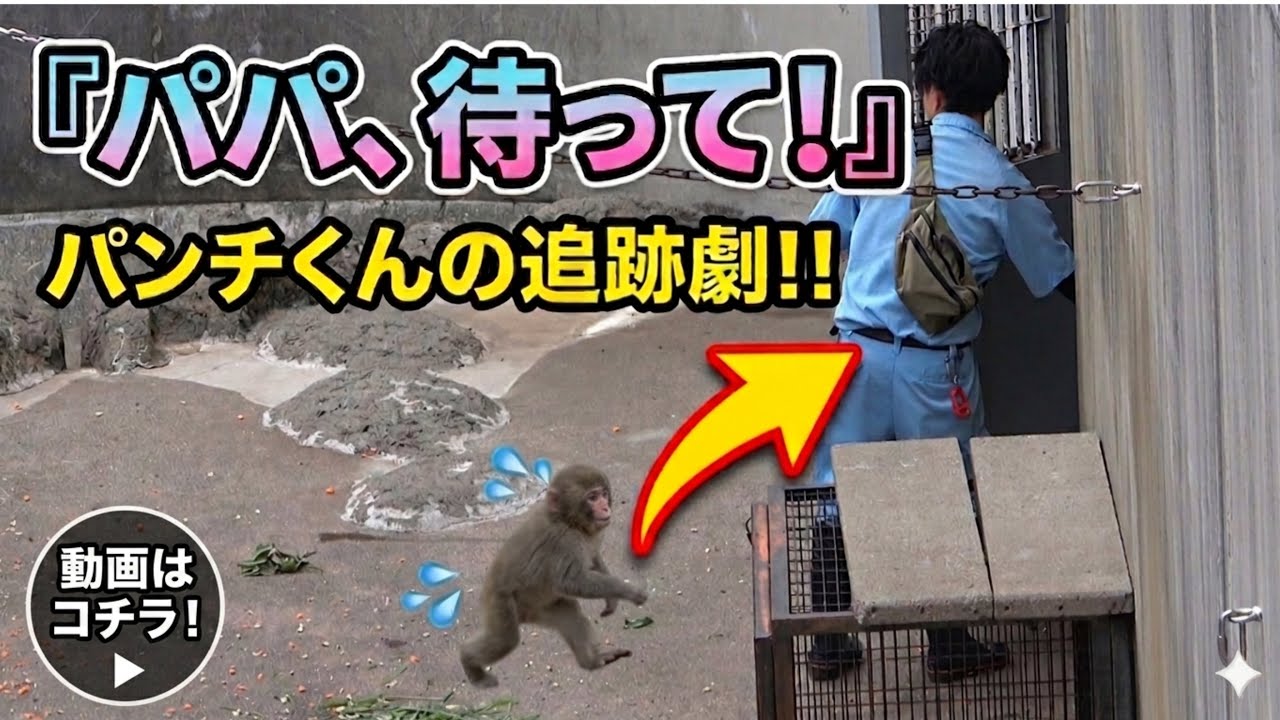 パンチ君 Baby Monkey Punch & Patient Keeper! 🐵 So Heartwarming & Cute