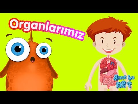 Video: Bir çizgi parçası nasıl görünür?