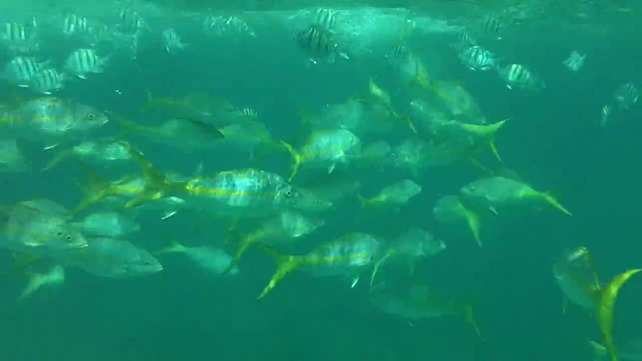 Underwater Kodak playsport 720p 60 fps YouTube