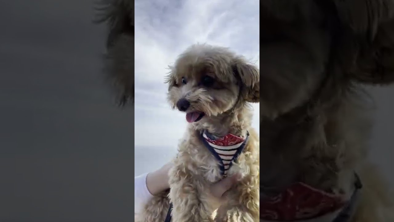 かわいい犬 チワプー がいる我が家では よくある出来事です Wwwwww Shorts 動物 犬 猫 他色々 まとめ動画