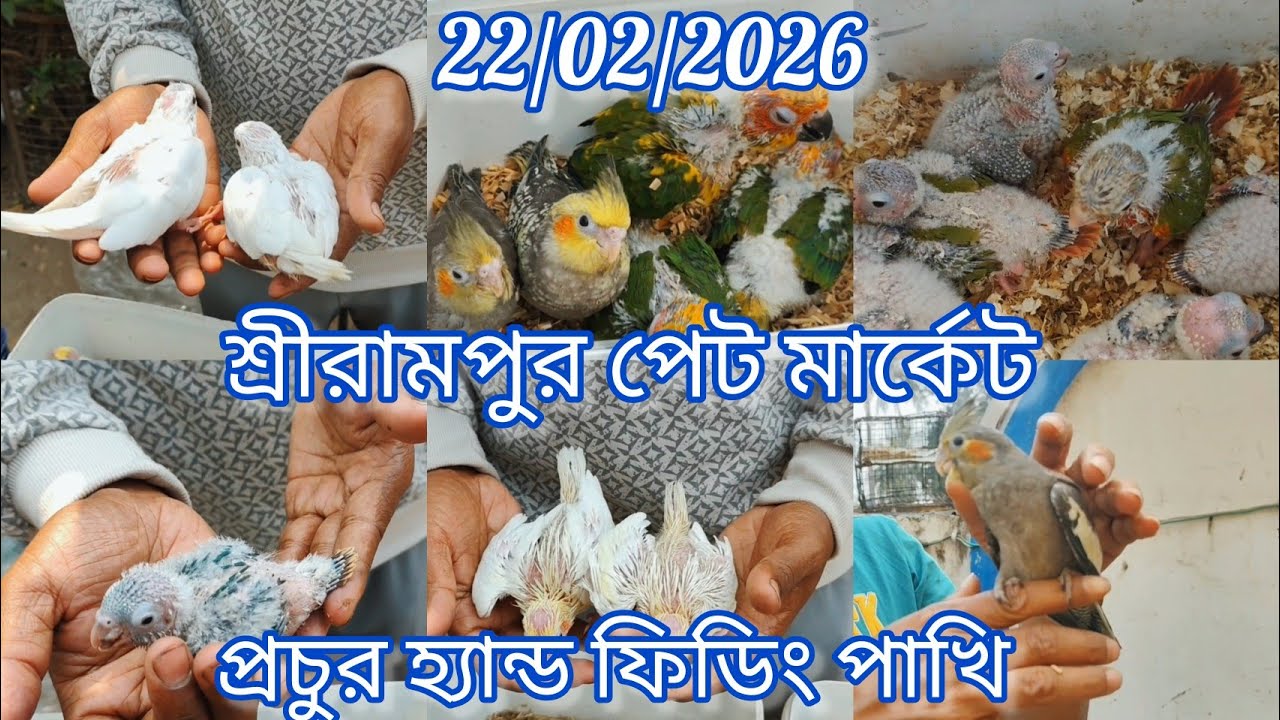 Current Exotic Birds Price Update 🦜 Shrirampur Pet Market 🦜 22/02/2026🐦 প্রচুর হ্যান্ড ফিডিং পাখি 🐦