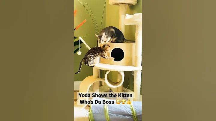 Watch the video about Naughty Kitten Gets Owned 😅 #shorts #funny