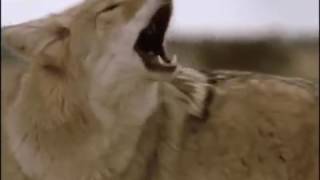 Oldurmeye Programlananlar Cöl