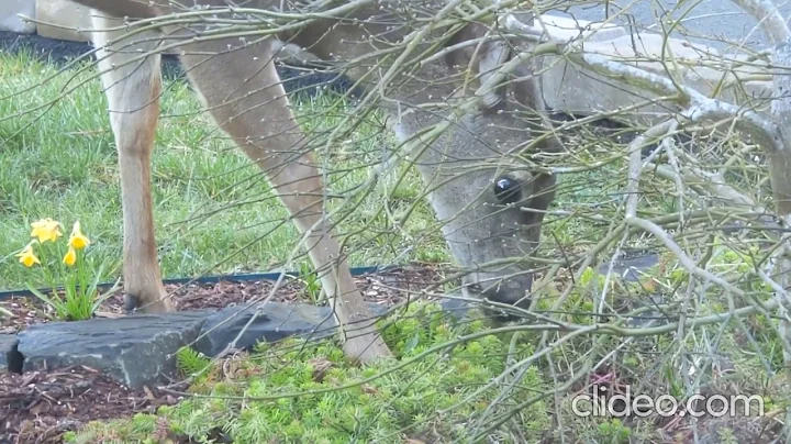 Deer-resistant does not mean deer-proof