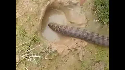 ナマズメントスコーラ