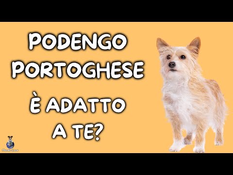 Video: Come sapere che un cane è sotto stress