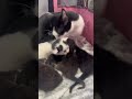 Formerly Feral Mama Cat Takes in Her 23rd and 24th Feral Kitten
