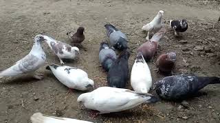 VID 2021052619madrashi kabutar