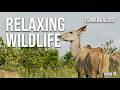 Relaxing Wildlife in iSimangaliso | Ambient Music | Slow Motion