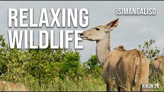 Relaxing Wildlife in iSimangaliso | Ambient Music | Slow Motion