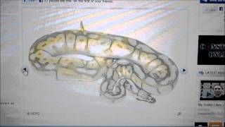 Ball Python Genetic Wizard