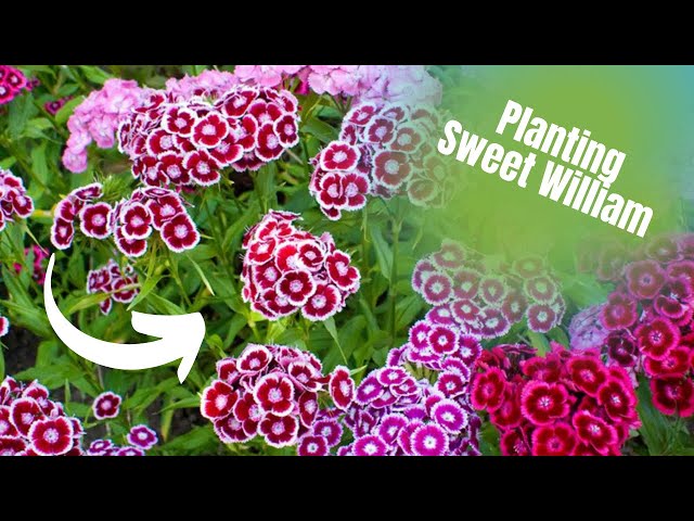 6 inch pots for plants Coco Coir Seed Starter Cups | Coco Pots main image 0