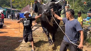 SAPI MONSTER KANDANG PEDALAMAN DATANG‼️ SIAP GUNCANG KANDANG MACAN🔥