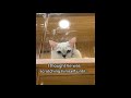 Kitten 😸 Tries to Rescue Owner From Bathtub | Daily Dose of Animals #4