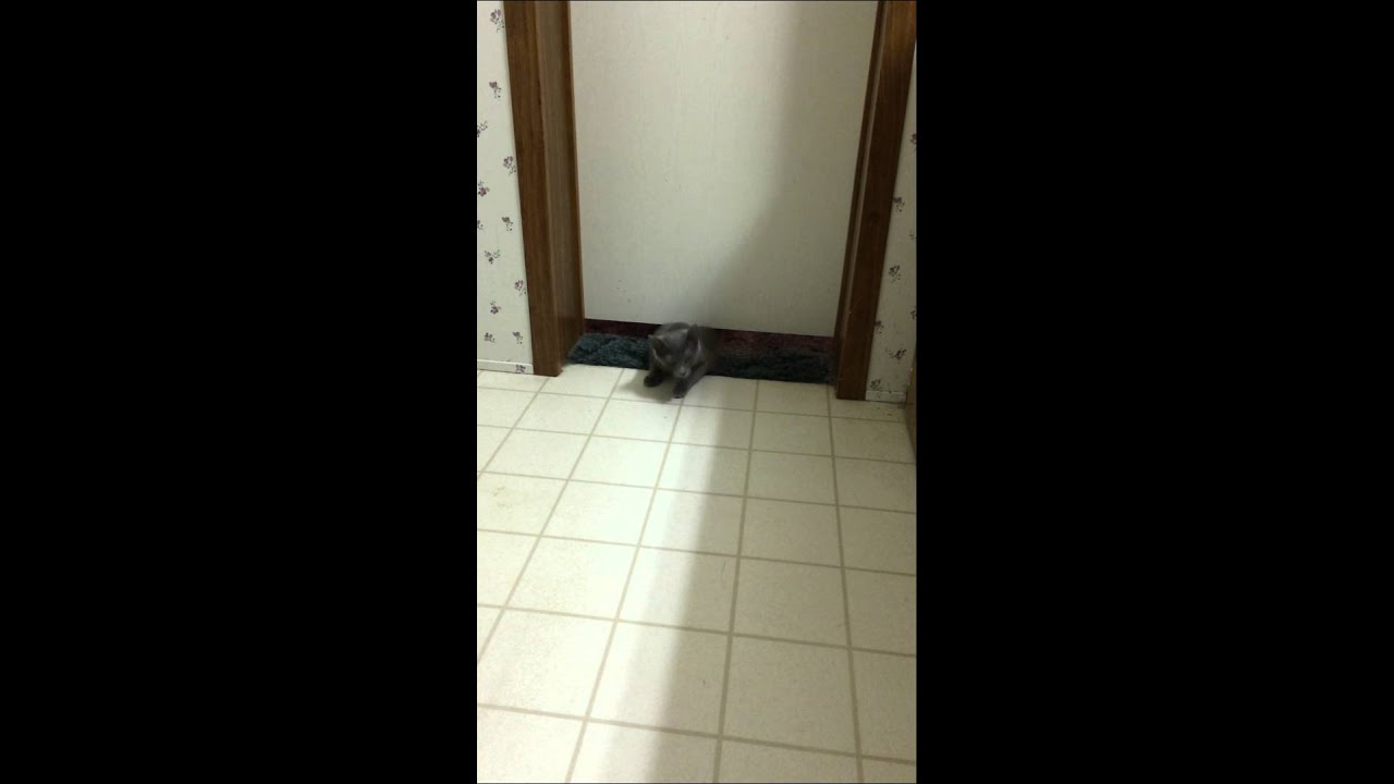 This cat can squeeze under just about ANY door!!! YouTube